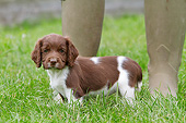 PUP 10 NR0030 01
English Springer Spaniel Puppy Standing On Grass By Owner's Feet