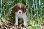 PUP 10 NR0031 01
English Springer Spaniel Puppy Standing In Tall Grass