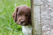 PUP 10 NR0033 01
Close-Up Of English Springer Spaniel Puppy In Grass