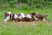 PUP 10 NR0035 01
Group Of English Springer Spaniel Puppies Digging In Lawn