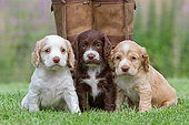 PUP 10 NR0042 01
Three English Cocker Spaniel Puppies Sitting On Lawn By Owner's Feet