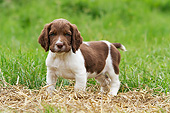 PUP 10 NR0043 01
English Springer Spaniel Puppy Standing On Hay In Grass