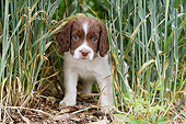 PUP 10 NR0044 01
English Springer Spaniel Puppy Standing In Tall Grass