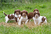 PUP 10 NR0045 01
Group Of English Springer Spaniel Puppies Standing On Hay In Grass