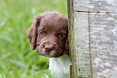 PUP 10 NR0046 01
Close-Up Of English Springer Spaniel Puppy Peeking Out From Behind Fence