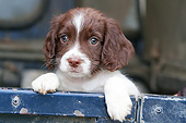 PUP 10 NR0047 01
Close-Up Of English Springer Spaniel Puppy In Truck Bed