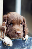PUP 10 NR0048 01
Close-Up Of English Springer Spaniel Puppy In Truck Bed