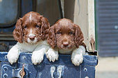 PUP 10 NR0049 01
Two English Springer Spaniel Puppies In Truck Bed