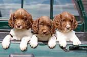 PUP 10 NR0050 01
Three English Springer Spaniel Puppies In Truck Bed