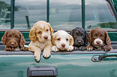 PUP 10 NR0051 01
Five English Cocker Spaniel Puppies In Truck Bed