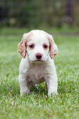 PUP 10 NR0052 01
English Cocker Spaniel Puppy Standing On Lawn