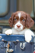 PUP 10 NR0053 01
English Cocker Spaniel Puppy In Truck Bed