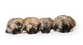 PUP 10 PE0001 01
Tibetan Spaniel Puppies Sleeping On White Seamless