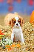 PUP 10 PE0002 01
Cavalier King Charles Spaniel Puppy Sitting In Hay By Pumpkins And Gourds