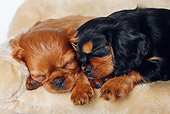 PUP 10 PE0003 01
Close-Up Of Cavalier King Charles Spaniel Puppies Sleeping On Sofa