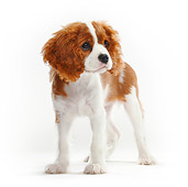 PUP 10 PE0004 01
Cavalier King Charles Spaniel Puppy Standing On White Seamless