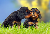 PUP 10 PE0007 01
Two Cavalier King Charles Spaniel Puppies Nuzzling On Grass