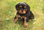 PUP 10 PE0008 01
Cavalier King Charles Spaniel Puppy Sitting On Grass