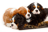 PUP 10 PE0009 01
Three Cavalier King Charles Spaniel Puppies Sleeping On White Seamless