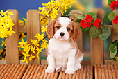 PUP 10 PE0010 01
Cavalier King Charles Spaniel Puppy Sitting On Wooden Deck By Flowers