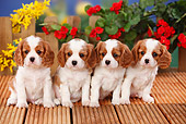 PUP 10 PE0011 01
Four Cavalier King Charles Spaniel Puppies Sitting On Wooden Deck By Flowers