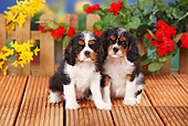 PUP 10 PE0012 01
Two Cavalier King Charles Spaniel Puppies Sitting On Wooden Deck By Flowers