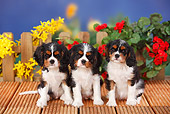 PUP 10 PE0013 01
Three Cavalier King Charles Spaniel Puppies Sitting On Wooden Deck By Flowers