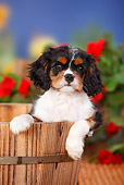 PUP 10 PE0014 01
Cavalier King Charles Spaniel Puppy Sitting In Barrel By Red Flowers
