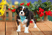 PUP 10 PE0015 01
Cavalier King Charles Spaniel Puppy Standing On Deck By Flowers