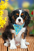 PUP 10 PE0016 01
Cavalier King Charles Spaniel Puppy Sitting On Deck By Flowers