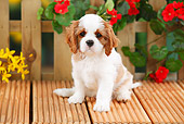 PUP 10 PE0017 01
Cavalier King Charles Spaniel Puppy Sitting On Deck By Flowers