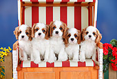 PUP 10 PE0018 01
Five Cavalier King Charles Puppies Sitting On Bench
