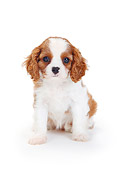 PUP 10 PE0019 01
Cavalier King Charles Spaniel Puppy Sitting On White Seamless