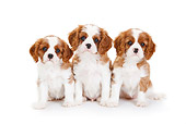 PUP 10 PE0020 01
Cavalier King Charles Spaniel Puppies Sitting On White Seamless
