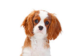 PUP 10 PE0021 01
Head Shot Of Cavalier King Charles Spaniel On White Seamless