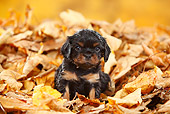 PUP 10 PE0022 01
Cavalier King Charles Puppy Sitting In Autumn Leaves