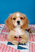 PUP 10 RK0095 02
Head On View Of Cocker Spaniel Puppy Laying On Quilt Studio