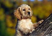 PUP 10 RK0096 01
Cocker Spaniel Puppy Sitting In Fork Of Tree