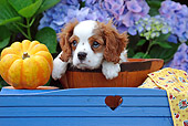 PUP 10 SJ0001 01
Cavalier King Charles Spaniel Puppy Sitting In Bowl By Flowers And Pumpkin