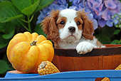 PUP 10 SJ0002 01
Cavalier King Charles Spaniel Puppy Sitting In Bowl By Flowers And Pumpkin