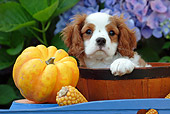 PUP 10 SJ0003 01
Cavalier King Charles Spaniel Puppy Sitting In Bowl By Flowers And Pumpkin