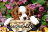 PUP 10 SJ0004 01
Cavalier King Charles Spaniel Puppy Sitting In Basket By Flowers
