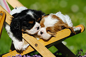 PUP 10 SS0007 01
Close-Up Of Cavalier King Charles Spaniel Puppies Sleeping On Deck Chair By Purple Flowers
