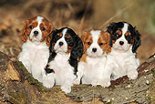 PUP 10 SS0009 01
Four Cavalier King Charles Spaniel Puppies Leaning On Log