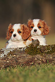 PUP 10 SS0010 01
Two Cavalier King Charles Spaniel Puppies Leaning On Log