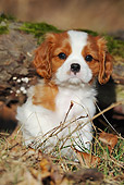 PUP 10 SS0011 01
Portrait Of Cavalier King Charles Spaniel Puppy Sitting In Forest