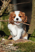 PUP 10 SS0012 01
Portrait Of Cavalier King Charles Spaniel Puppy Walking In Forest With Stick