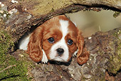 PUP 10 SS0013 01
Close-Up Of Cavalier King Charles Spaniel Puppy Laying On Log In Forest