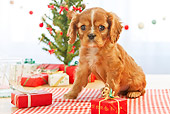 PUP 10 YT0008 01
Cavalier King Charles Spaniel Puppy Sitting By Gifts And Christmas Tree