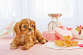 PUP 10 YT0009 01
Cavalier King Charles Spaniel Puppy Laying By Valentine's Day Treats